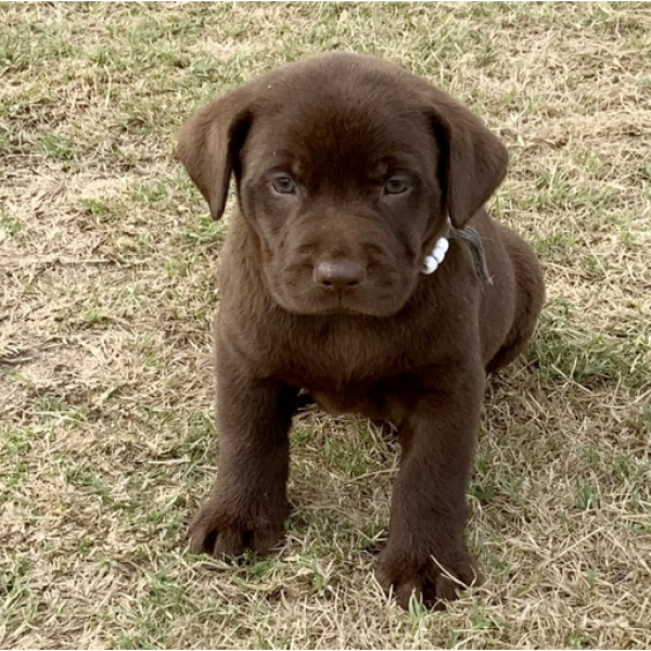 Tasha